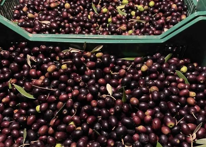 Il Noce Peaceful Tuscan Haven With Pool And Views 哥尔顿