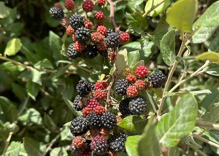 Casa vacanze Il Noce Peaceful Tuscan Haven With Pool And Views