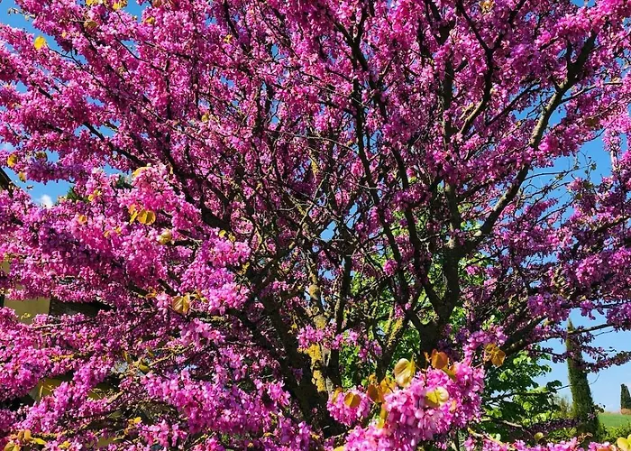 Il Noce Peaceful Tuscan Haven With Pool And Views 哥尔顿