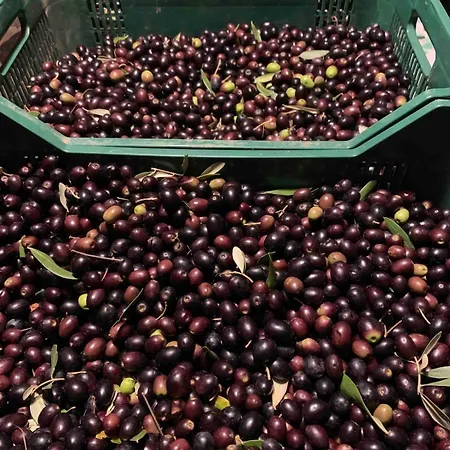 Il Noce Peaceful Tuscan Haven With Pool And Views קורטונה