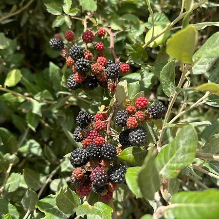 בית נופש Il Noce Peaceful Tuscan Haven With Pool And Views