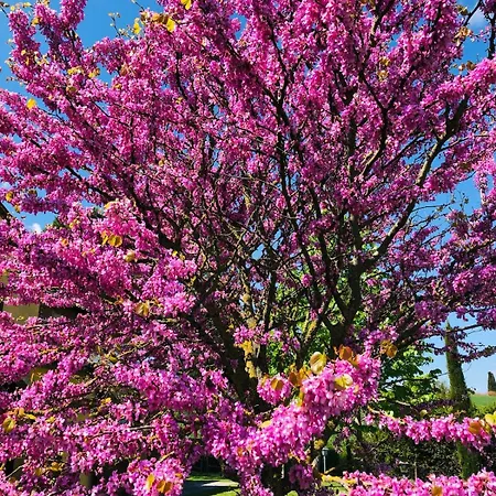 Il Noce Peaceful Tuscan Haven With Pool And Views קורטונה